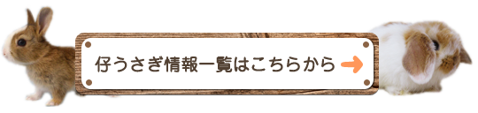 仔うさぎ情報一覧はこちらから