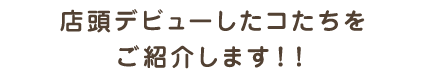 店頭デビューしたコたちをご紹介します！！