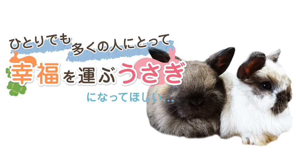 嵐 - ちびウサギさん専用 うさぎさん情報 | うさぎ専門店 空とぶうさぎ川口店